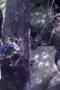 Bokep-Indo-Bikin-Konten-di-Hutan-Full-Video-320x180